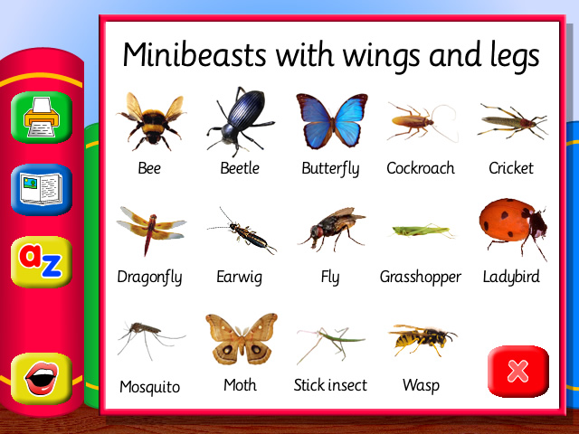 The Learner's Library: Minibeasts